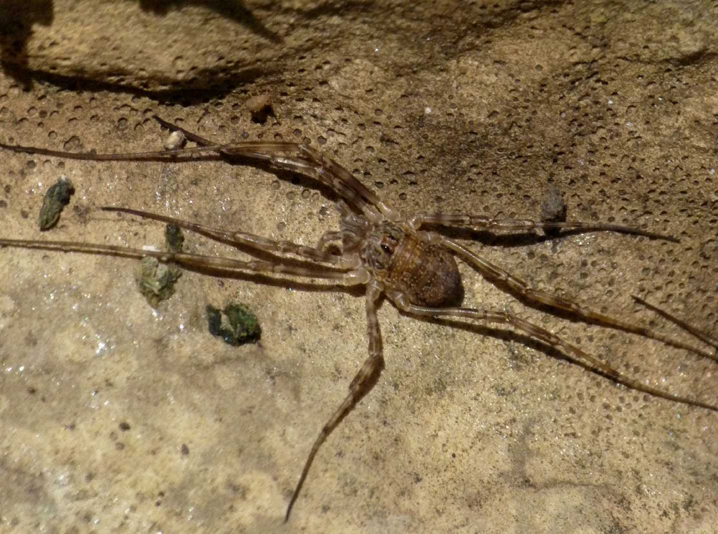 Piccoli opilioni di Tolfa